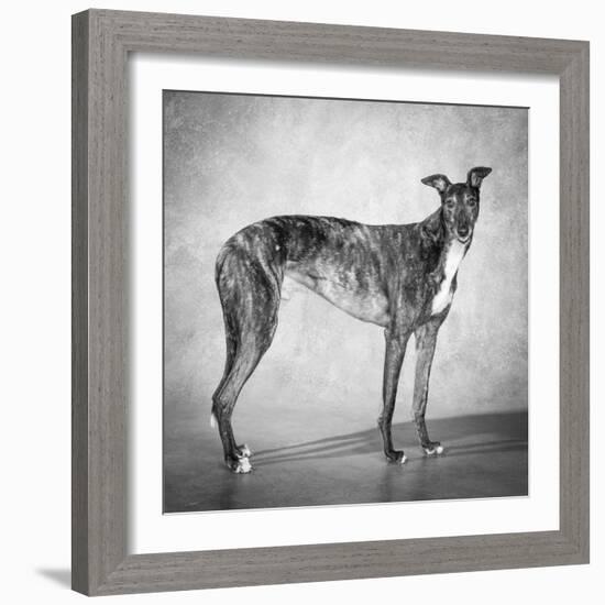 Portrait of a Greyhound dog-Panoramic Images-Framed Photographic Print