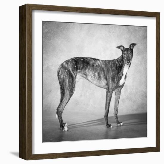 Portrait of a Greyhound dog-Panoramic Images-Framed Photographic Print