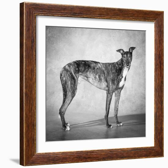 Portrait of a Greyhound dog-Panoramic Images-Framed Photographic Print