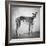 Portrait of a Greyhound dog-Panoramic Images-Framed Photographic Print