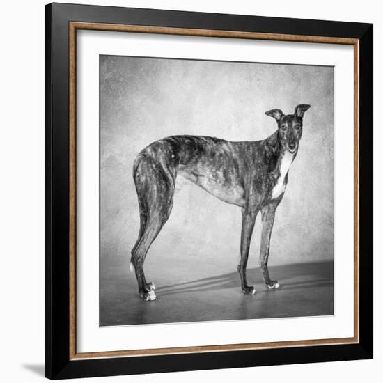 Portrait of a Greyhound dog-Panoramic Images-Framed Photographic Print