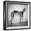 Portrait of a Greyhound dog-Panoramic Images-Framed Photographic Print