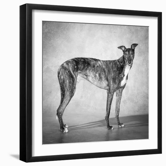 Portrait of a Greyhound dog-Panoramic Images-Framed Photographic Print