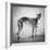 Portrait of a Greyhound dog-Panoramic Images-Framed Photographic Print