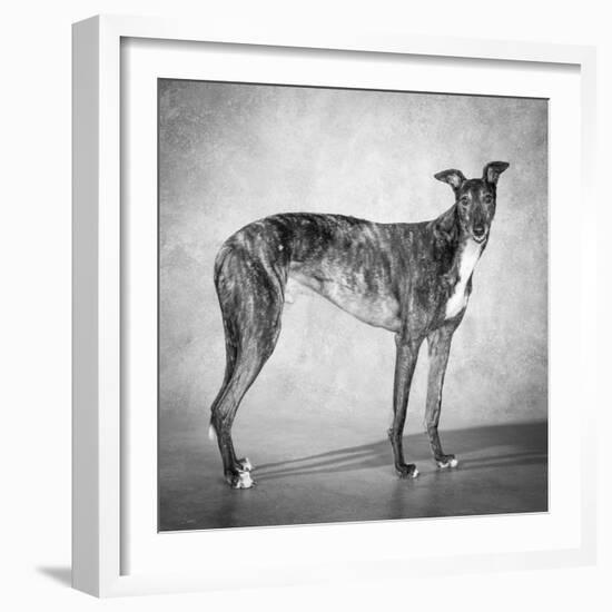 Portrait of a Greyhound dog-Panoramic Images-Framed Photographic Print