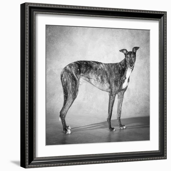 Portrait of a Greyhound dog-Panoramic Images-Framed Photographic Print