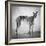 Portrait of a Greyhound dog-Panoramic Images-Framed Photographic Print