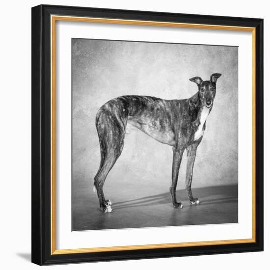 Portrait of a Greyhound dog-Panoramic Images-Framed Photographic Print