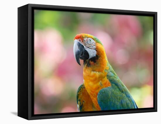 Portrait of a Harlequin Macaw in Bonito, Brazil-Alex Saberi-Framed Premier Image Canvas