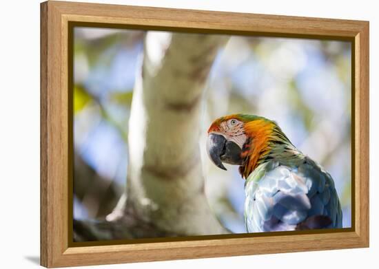 Portrait of a Harlequin Macaw on a Tree Branch in Bonito, Brazil-Alex Saberi-Framed Premier Image Canvas