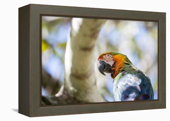 Portrait of a Harlequin Macaw on a Tree Branch in Bonito, Brazil-Alex Saberi-Framed Premier Image Canvas