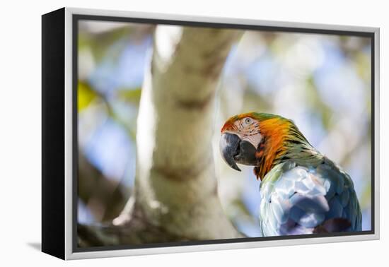 Portrait of a Harlequin Macaw on a Tree Branch in Bonito, Brazil-Alex Saberi-Framed Premier Image Canvas
