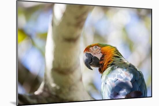 Portrait of a Harlequin Macaw on a Tree Branch in Bonito, Brazil-Alex Saberi-Mounted Photographic Print