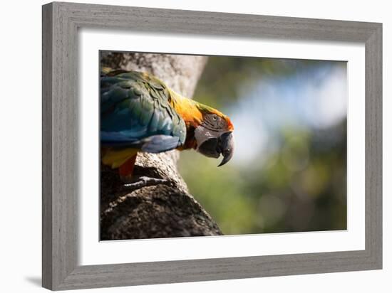 Portrait of a Harlequin Macaw on a Tree Branch in Bonito, Brazil-Alex Saberi-Framed Photographic Print