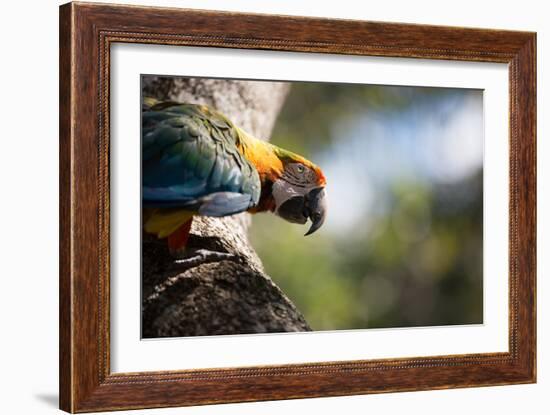 Portrait of a Harlequin Macaw on a Tree Branch in Bonito, Brazil-Alex Saberi-Framed Photographic Print