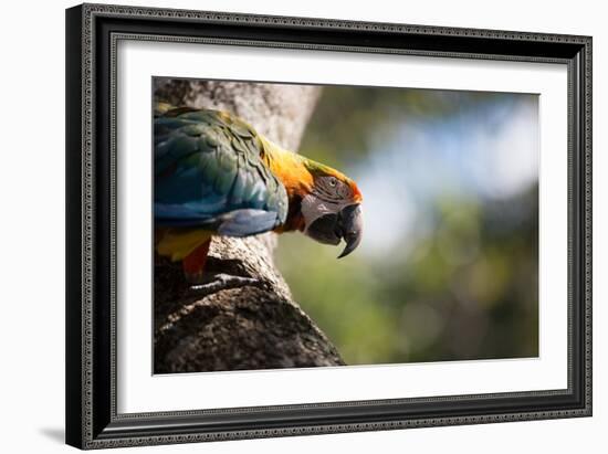 Portrait of a Harlequin Macaw on a Tree Branch in Bonito, Brazil-Alex Saberi-Framed Photographic Print