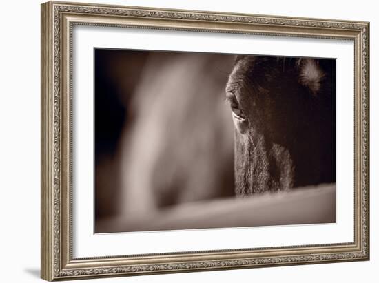 Portrait of a Horse Kentucky-Steve Gadomski-Framed Photographic Print