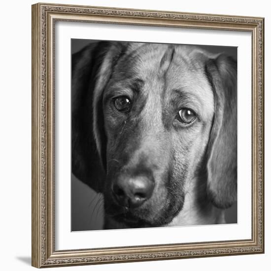 Portrait of a Hound Mix Dog-Panoramic Images-Framed Photographic Print