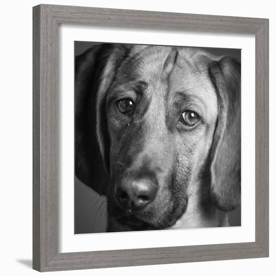Portrait of a Hound Mix Dog-Panoramic Images-Framed Photographic Print