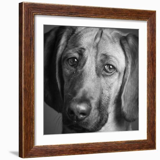 Portrait of a Hound Mix Dog-Panoramic Images-Framed Photographic Print