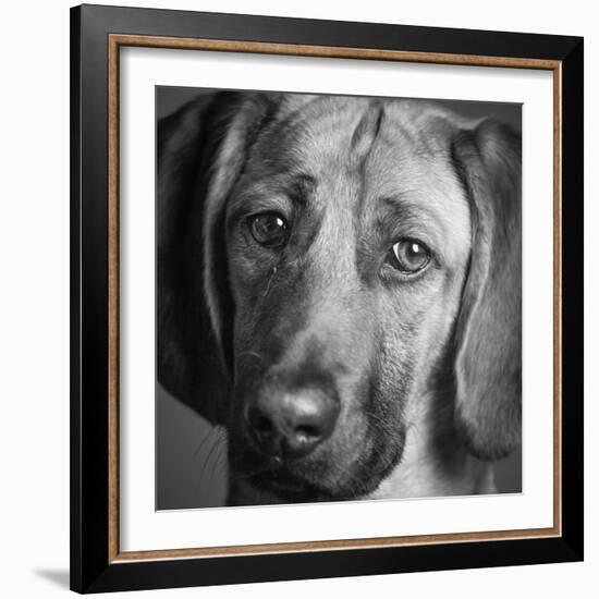 Portrait of a Hound Mix Dog-Panoramic Images-Framed Photographic Print