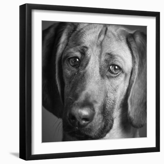 Portrait of a Hound Mix Dog-Panoramic Images-Framed Photographic Print