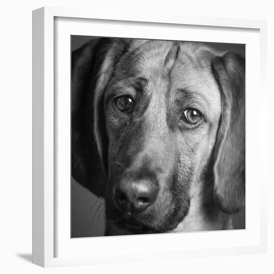 Portrait of a Hound Mix Dog-Panoramic Images-Framed Photographic Print