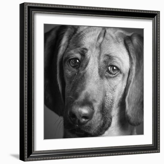 Portrait of a Hound Mix Dog-Panoramic Images-Framed Photographic Print