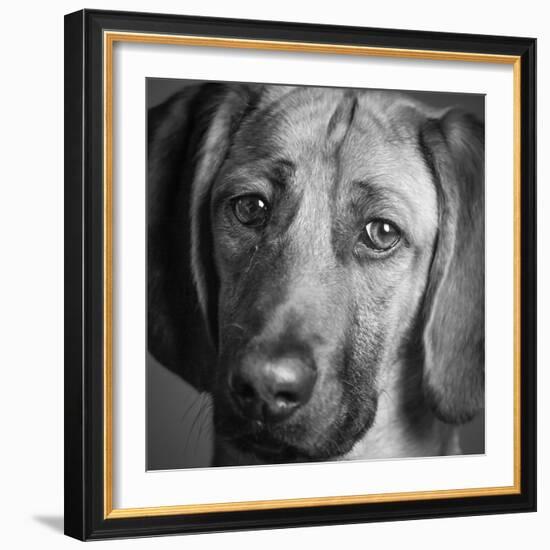 Portrait of a Hound Mix Dog-Panoramic Images-Framed Photographic Print