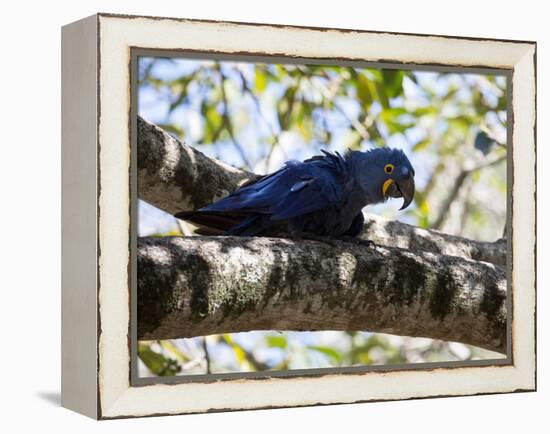 Portrait of a Hyacinth Macaw Sitting in a Tree-Alex Saberi-Framed Premier Image Canvas