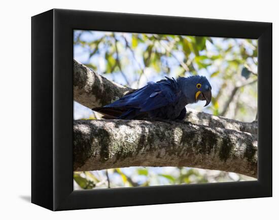 Portrait of a Hyacinth Macaw Sitting in a Tree-Alex Saberi-Framed Premier Image Canvas