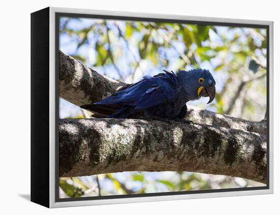 Portrait of a Hyacinth Macaw Sitting in a Tree-Alex Saberi-Framed Premier Image Canvas