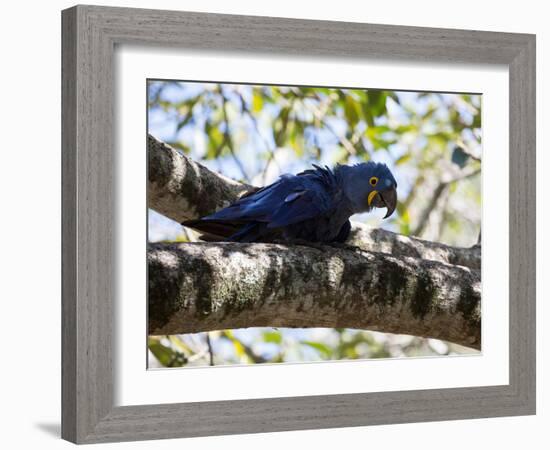 Portrait of a Hyacinth Macaw Sitting in a Tree-Alex Saberi-Framed Photographic Print