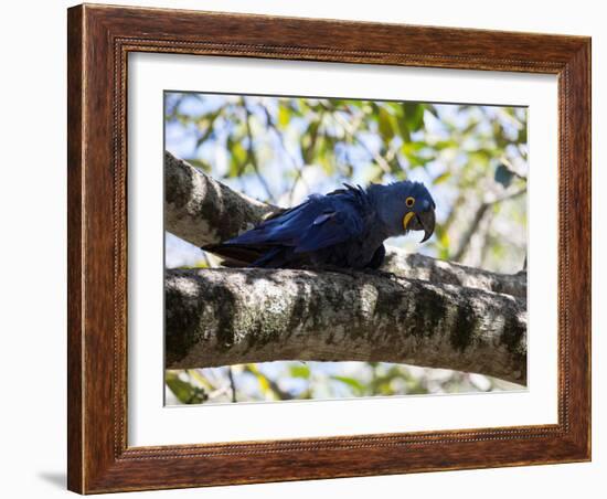 Portrait of a Hyacinth Macaw Sitting in a Tree-Alex Saberi-Framed Photographic Print