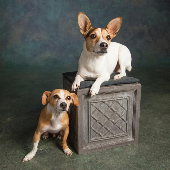 Portrait Of A Jack Russell Terrier Dog And A Chihuahua Mix Dog Photographic Print Art Com Portrait Of A Jack Russell Terrier Dog And A Chihuahua Mix Dog Photographic Print Art Com