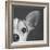 Portrait of a Jack Russell Terrier Dog-Panoramic Images-Framed Photographic Print