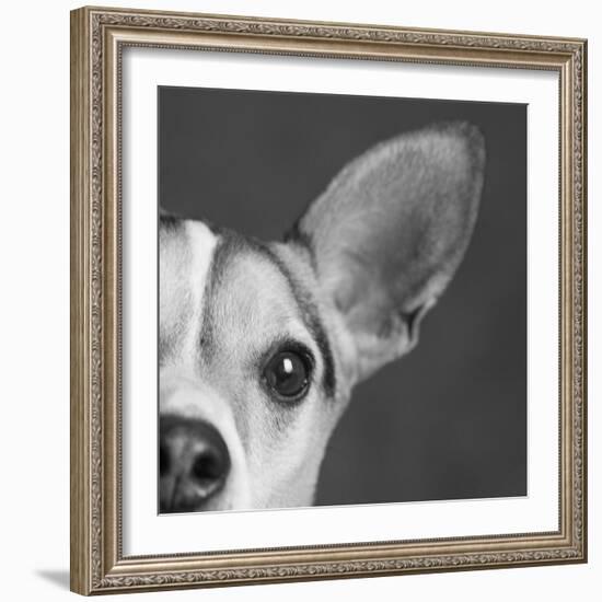 Portrait of a Jack Russell Terrier Dog-Panoramic Images-Framed Photographic Print