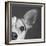 Portrait of a Jack Russell Terrier Dog-Panoramic Images-Framed Photographic Print