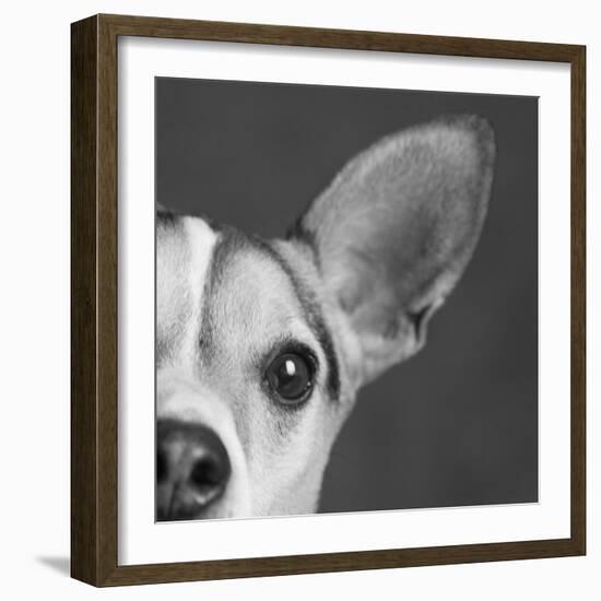 Portrait of a Jack Russell Terrier Dog-Panoramic Images-Framed Photographic Print