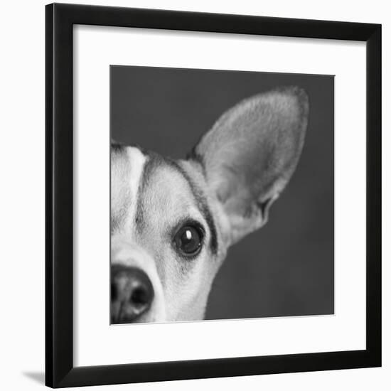 Portrait of a Jack Russell Terrier Dog-Panoramic Images-Framed Photographic Print