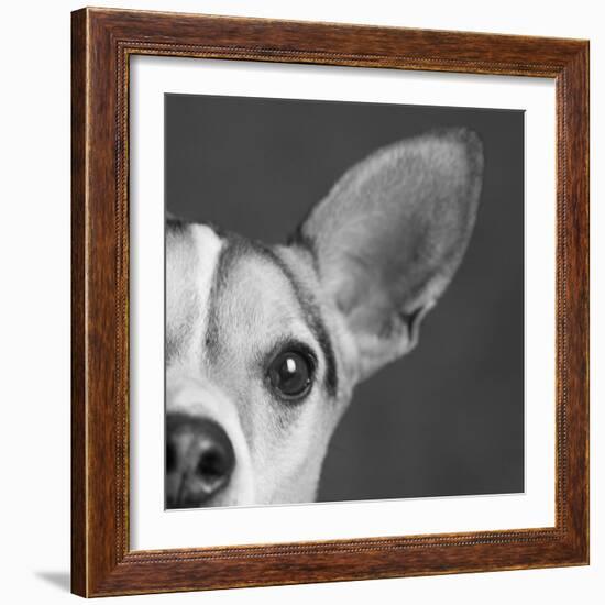 Portrait of a Jack Russell Terrier Dog-Panoramic Images-Framed Photographic Print