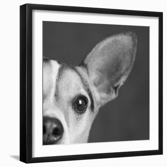 Portrait of a Jack Russell Terrier Dog-Panoramic Images-Framed Photographic Print