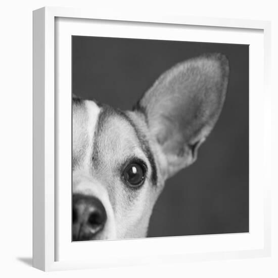 Portrait of a Jack Russell Terrier Dog-Panoramic Images-Framed Photographic Print