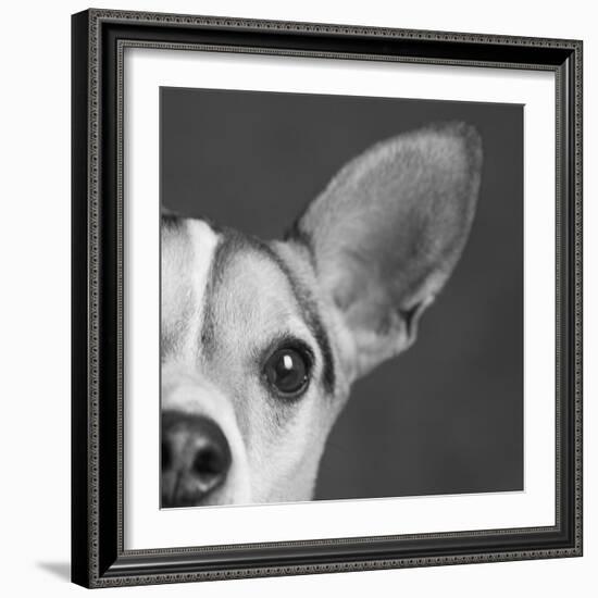 Portrait of a Jack Russell Terrier Dog-Panoramic Images-Framed Photographic Print