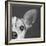 Portrait of a Jack Russell Terrier Dog-Panoramic Images-Framed Photographic Print