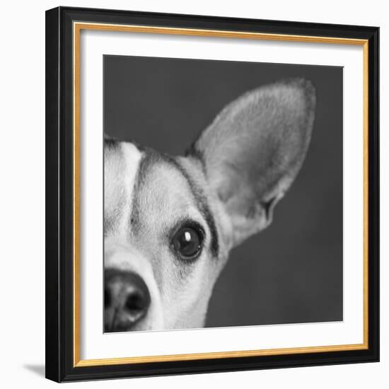 Portrait of a Jack Russell Terrier Dog-Panoramic Images-Framed Photographic Print