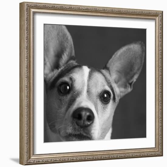 Portrait of a Jack Russell Terrier Dog-Panoramic Images-Framed Photographic Print