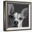 Portrait of a Jack Russell Terrier Dog-Panoramic Images-Framed Photographic Print