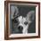 Portrait of a Jack Russell Terrier Dog-Panoramic Images-Framed Photographic Print