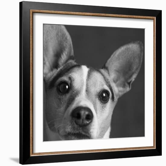 Portrait of a Jack Russell Terrier Dog-Panoramic Images-Framed Photographic Print